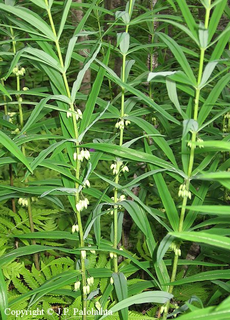 Polygonatum verticillatum, kiehkurakielo